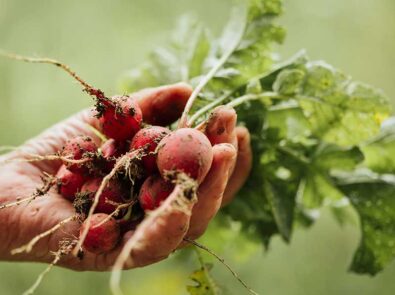 organic10 organic10